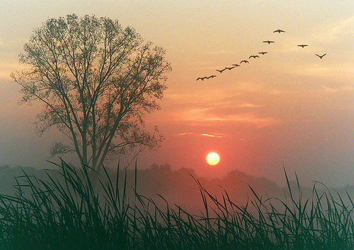 geese_at_dawn